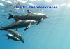 Blue Lens Workshops