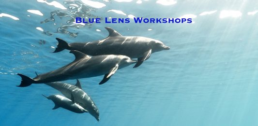 Blue Lens Workshops