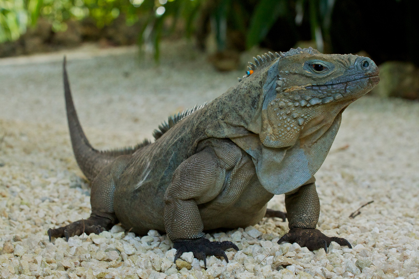 obavezna Cyclura lewisi Queen Elizabeth II Botanic Park Grand Cayman Cayman Islands 8 1