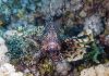 Common Lionfish 2