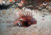Volitans Lionfish Pterois volitans