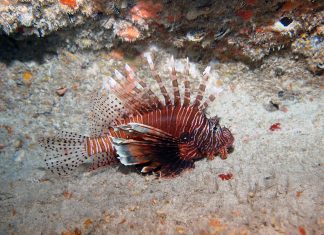 Volitans Lionfish Pterois volitans