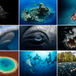 a grid of 9 ocean related images