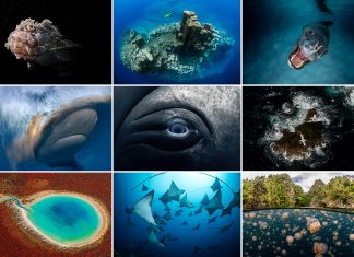 a grid of 9 ocean related images