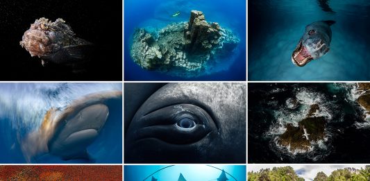 a grid of 9 ocean related images
