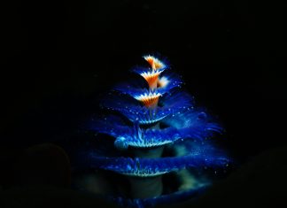 Crv koji unosi blagdanski duh u podmorje