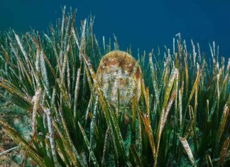 Ljudi ove godine ubijali periske u Jadranu