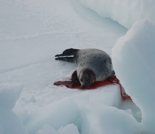 UN želi zaštititi 30% oceana do 2030. godine