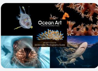 Proglašeni pobjednici natjecanja Ocean Art 2025