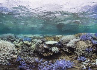 Što se događa s koraljima nakon izbjeljivanja?
