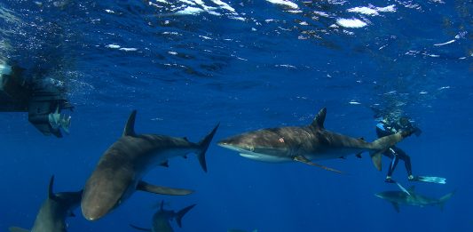 Međunarodno izvješće o napadima morskih pasa u 2025. godini