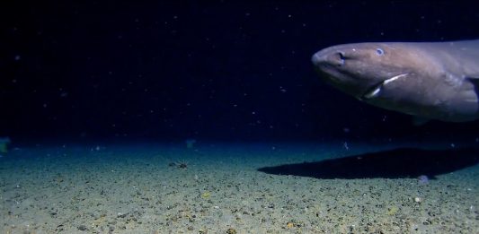 Morski pas na dubini od 490 metara