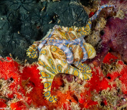 Damir Zurub snimio rijedak prizor – bliski susret dviju otrovnih plavoprstenastih hobotnica