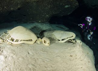 Turtle Tomb (Grobnica kornjača)
