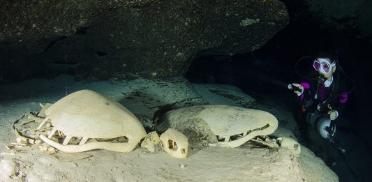 Turtle Tomb (Grobnica kornjača)
