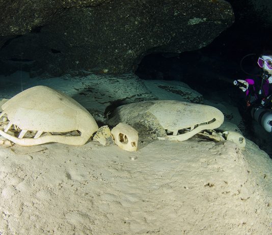 Turtle Tomb (Grobnica kornjača)