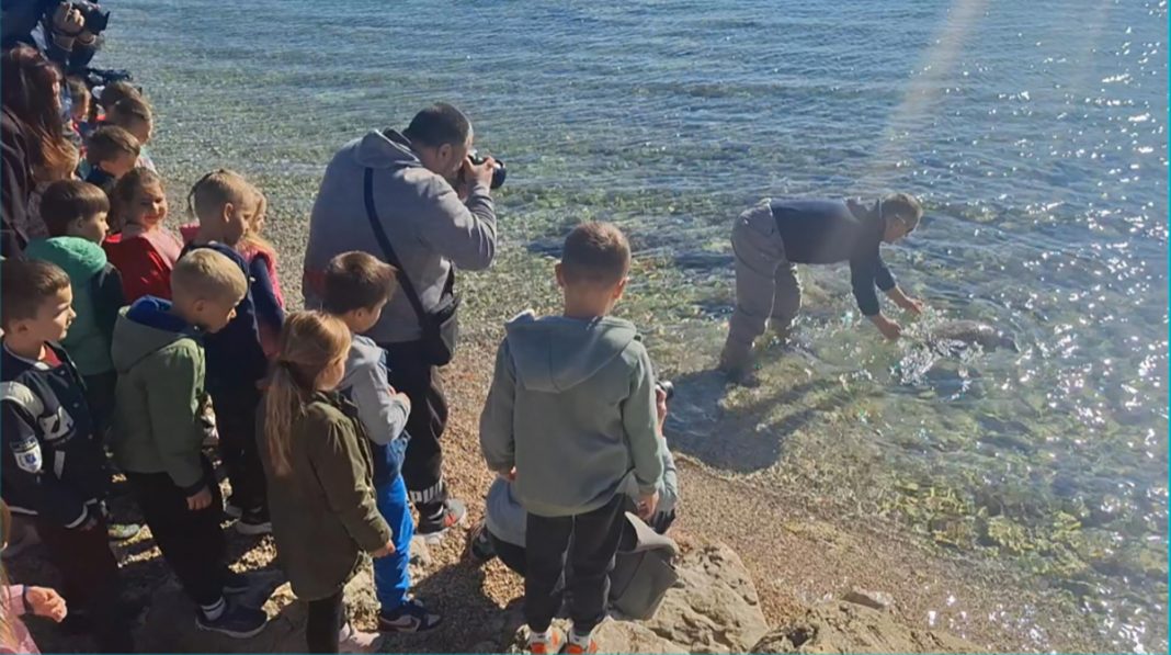 Mlada glavata želva nakon oporavka vraćena u more u Tribunju