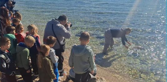 Mlada glavata želva nakon oporavka vraćena u more u Tribunju