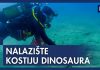 Iz podmorja u Istri vade kosti dinosaura stare 130 milijuna godina