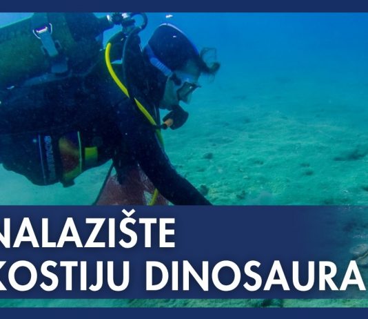 Iz podmorja u Istri vade kosti dinosaura stare 130 milijuna godina